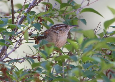 Carolina Wren