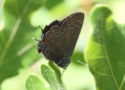 Banded Hairstreak