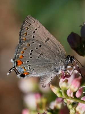 California Hairstreak