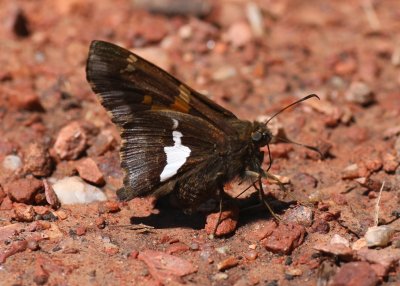 Silver-spotted Skipper