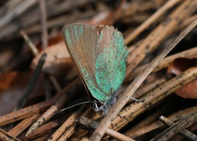 Bramble Hairstreak