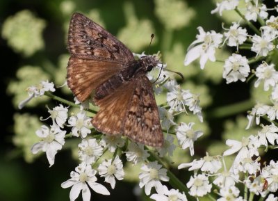 duskywing (sp)