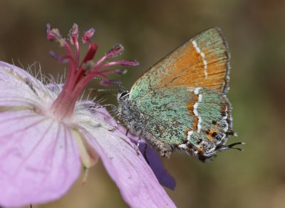 Juniper Hairstreak