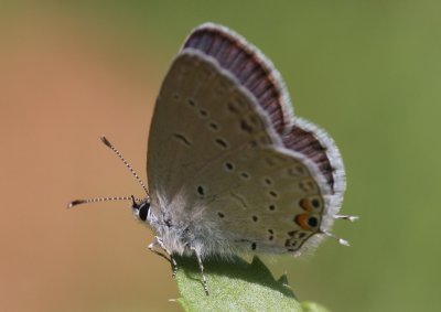 Eastern Tailed-Blue