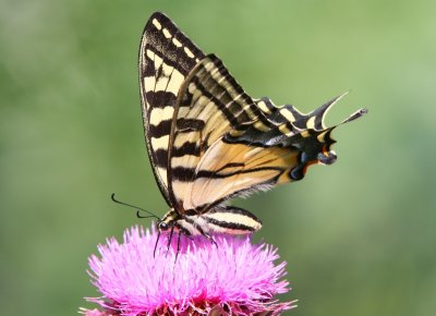Western Tiger Swallowtail