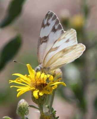 Checkered White