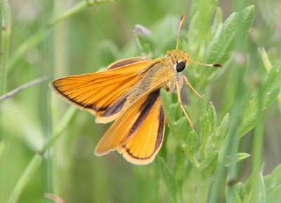 Delaware Skipper