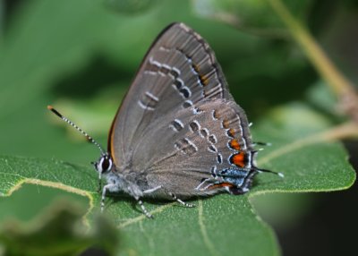 Banded hairstreak