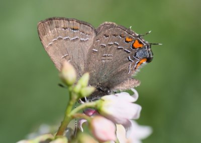 Banded hairstreak