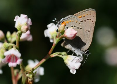California Hairstreak