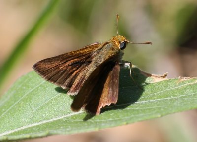 Dun Skipper