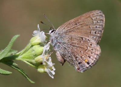 Behr's Hairstreak