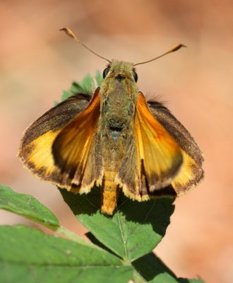Taxiles Skipper