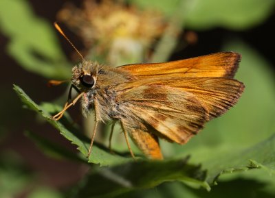 Taxiles Skipper