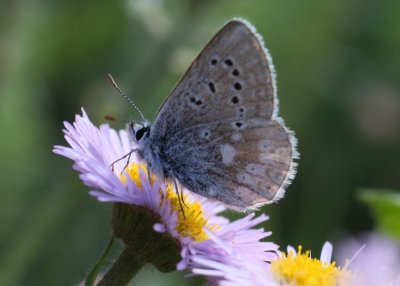 Arctic Blue