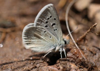 Arctic Blue