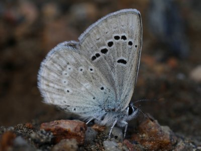 Boisduval's Blue