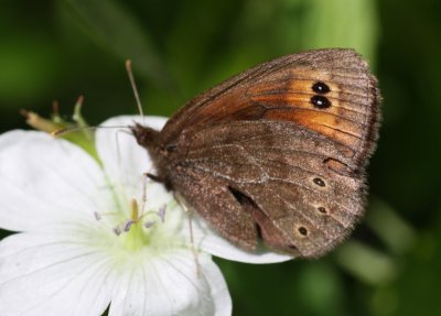 Common Alpine