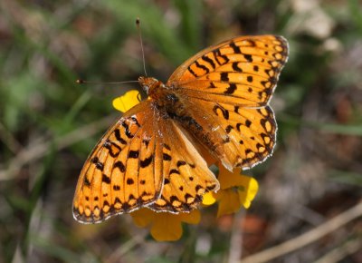 Mormon Fritillary(?)