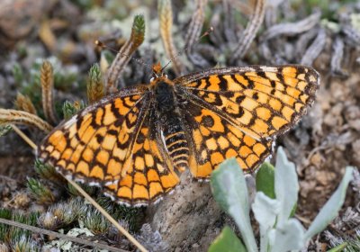 Arachne Checkerspot