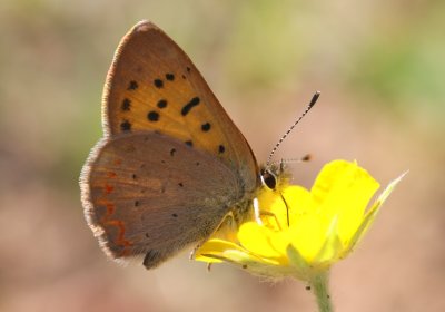 Purplish Copper