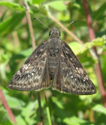 Rocky Mountain Duskywing