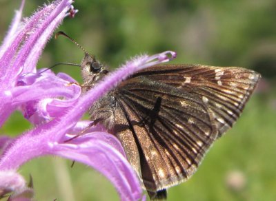 Rocky Mountain Duskywing