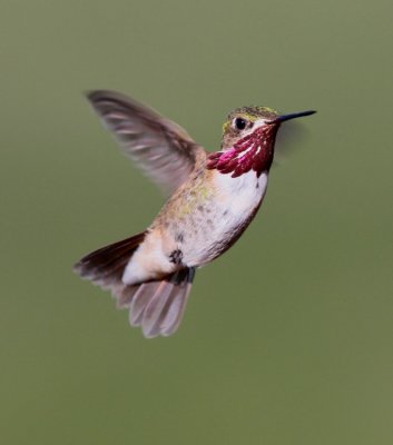 Calliope Hummingbird