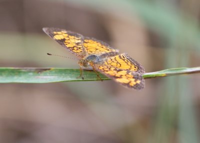 Pearl Crescent