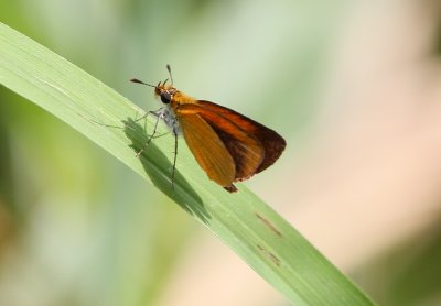 Least Skipper