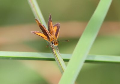 Least Skipper