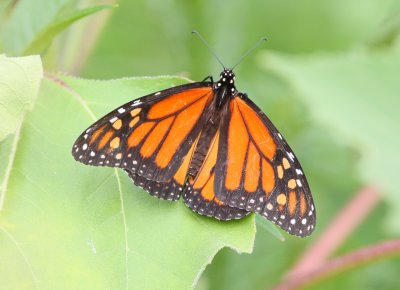 Monarch