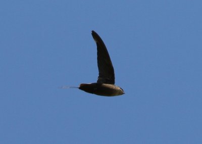 Chimney Swift