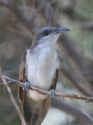 Yellow-billed Cuckoo (juvenile)