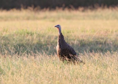 Wild Turkey