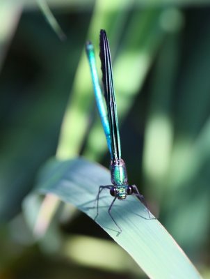 Ebony Jewelwing