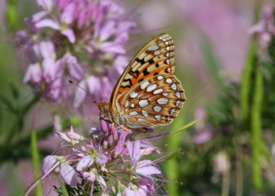 Coronis Fritillary