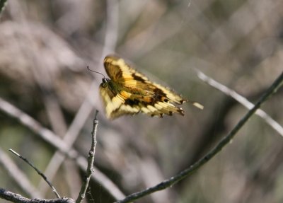 Giant Swallowtail