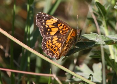 Gorgone Checkerspot