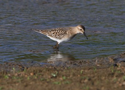 Baird's Sandpiper