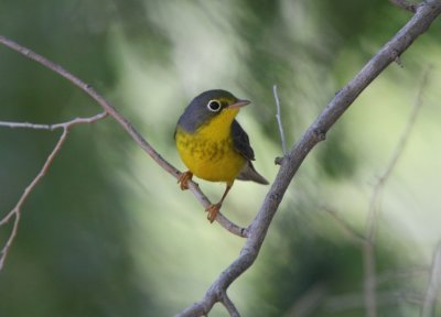 Canada Warbler