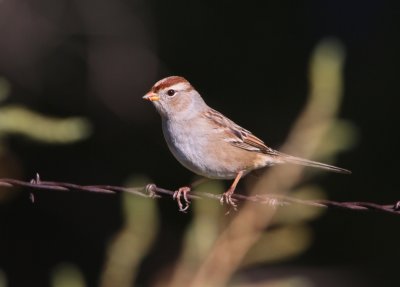 White-crowned Sparrow