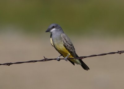 Cassin's Kingbird