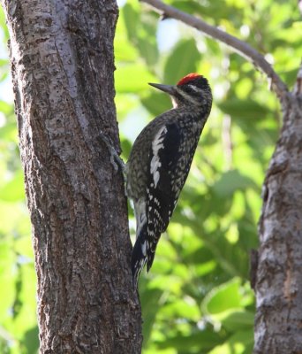 Yellow-bellied Sapsucker