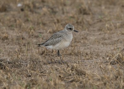 Black-bellied Plover