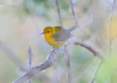 Prothonatary Warbler