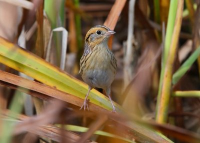 LeConte's Sparrow