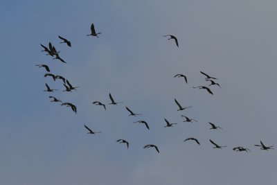 Sandhill Cranes