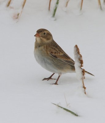 McCown's Longspur