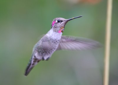 Annas Hummingbird